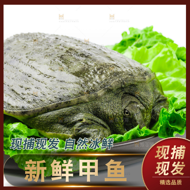 黑底上放着甲鱼