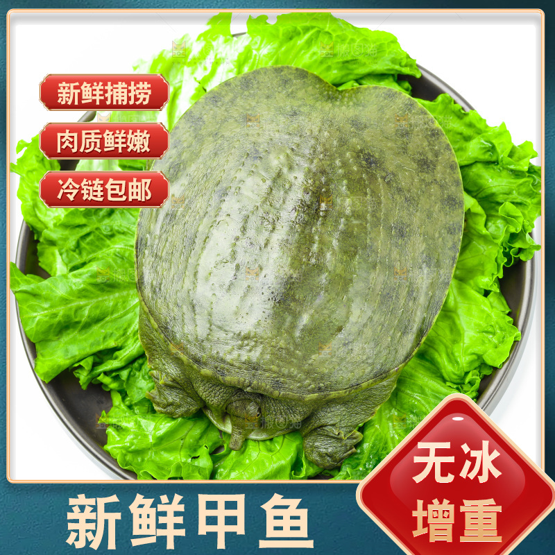 黑底上放着甲鱼