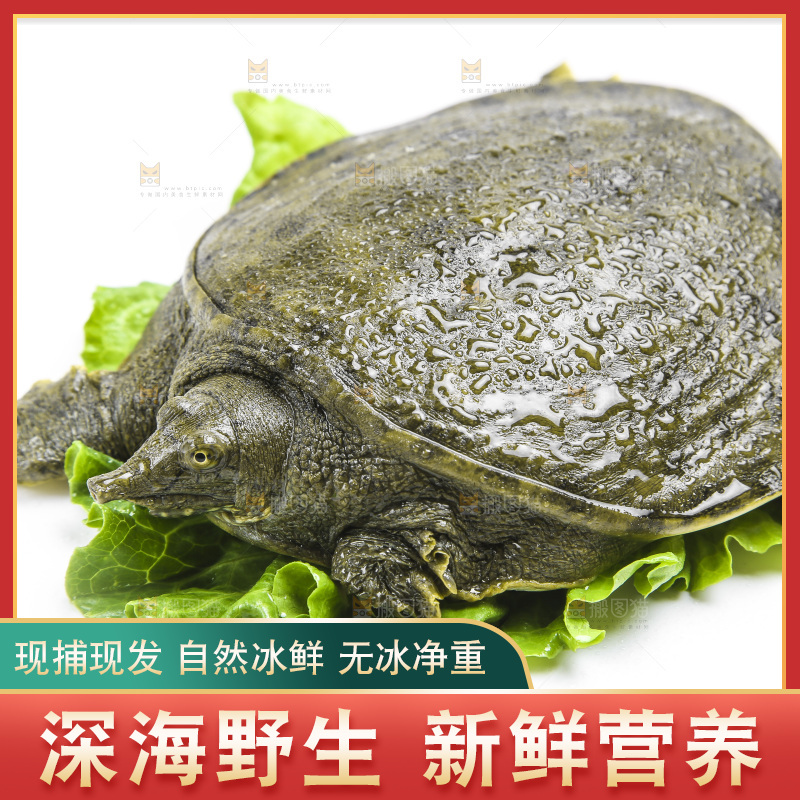 白底上放着甲鱼