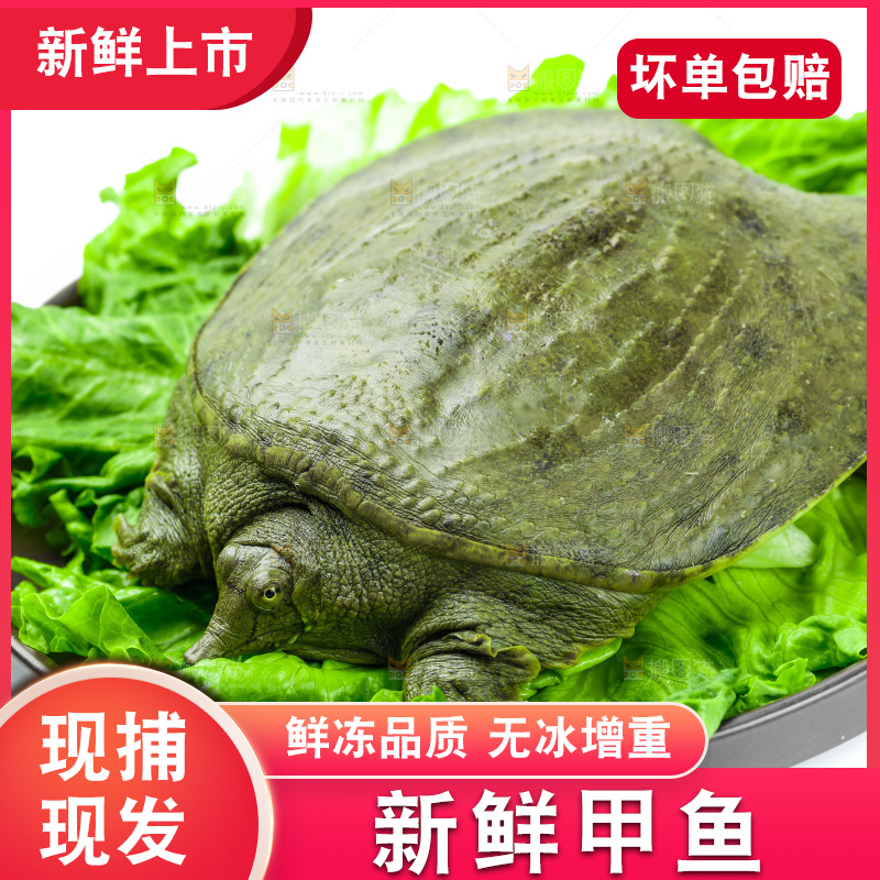 黑底上放着甲鱼