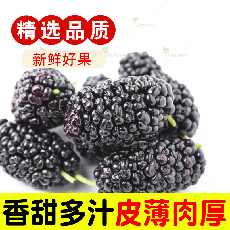 白底上的桑枣