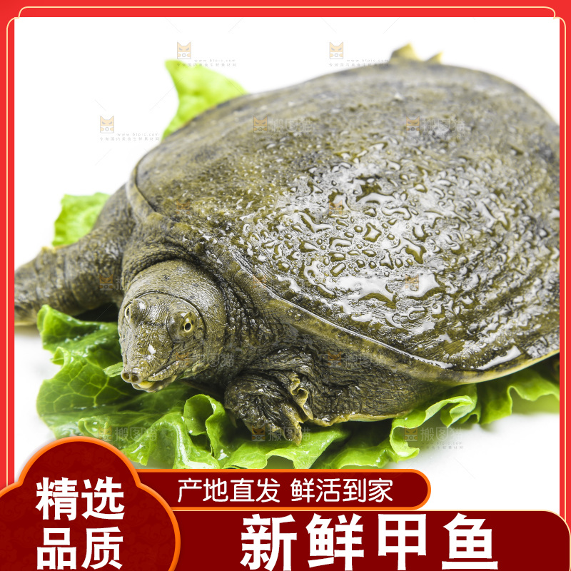 白底上放着甲鱼