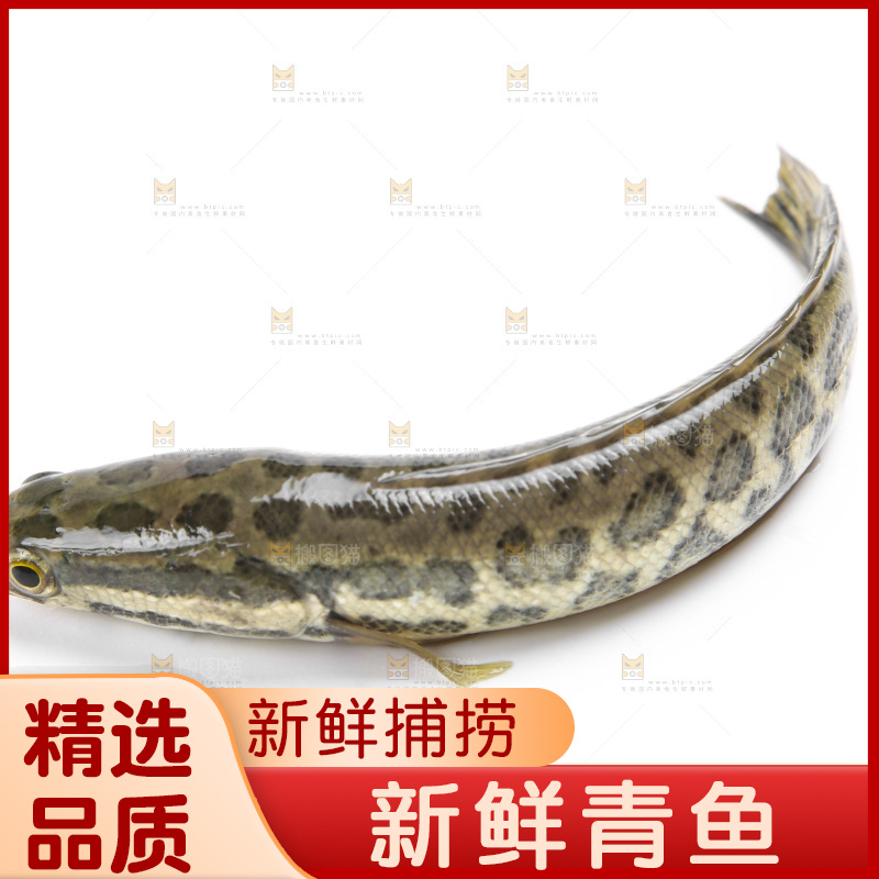 白底上的青鱼苗