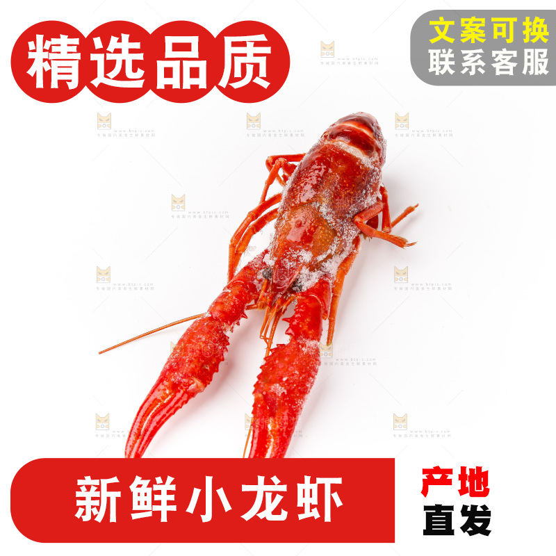 白底上的小龙虾