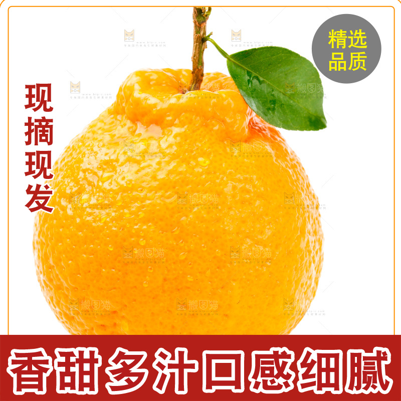白底上的丑柑