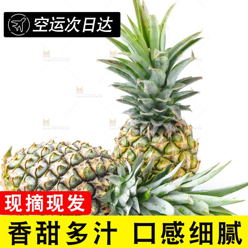 浅底上的海南凤梨