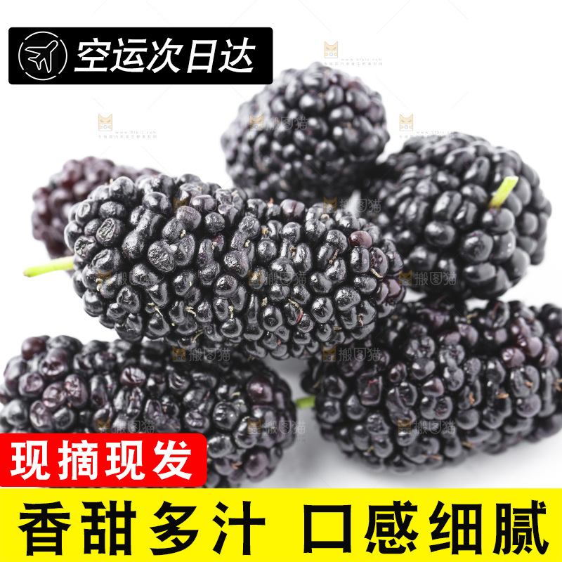 白底上的桑枣