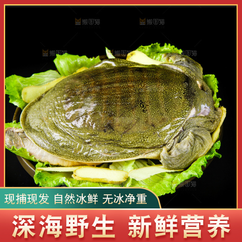 黑底上的甲鱼
