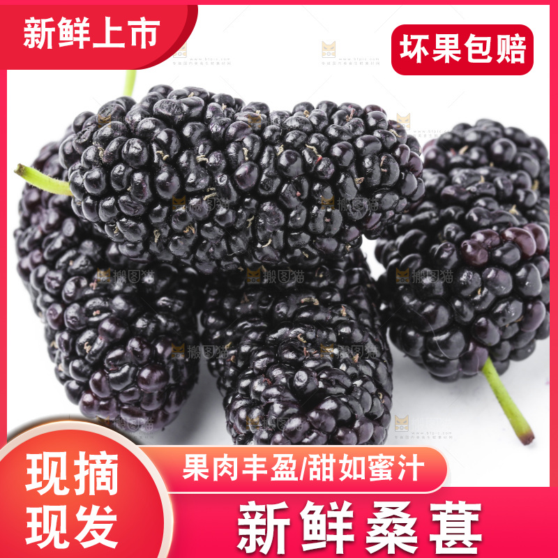 白底上的桑枣
