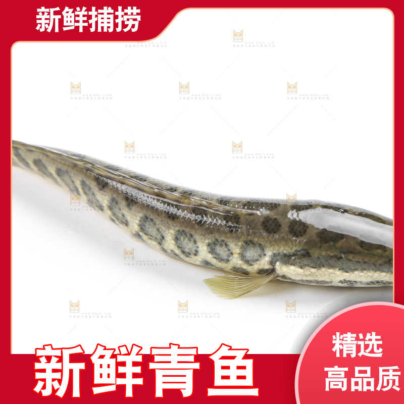 白底上的青鱼苗