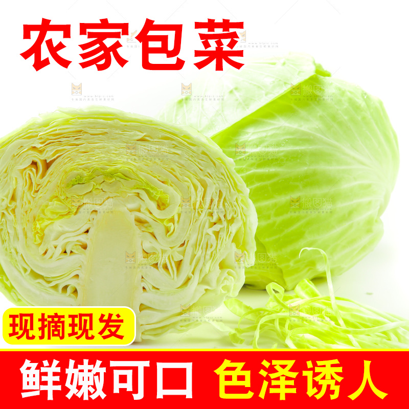 白底上的包菜
