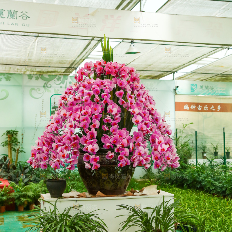 摆放着的植物花