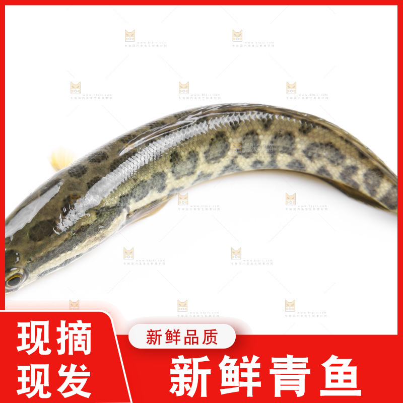 白底上的青鱼苗