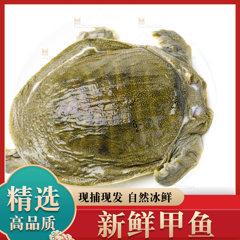 白底上放着甲鱼