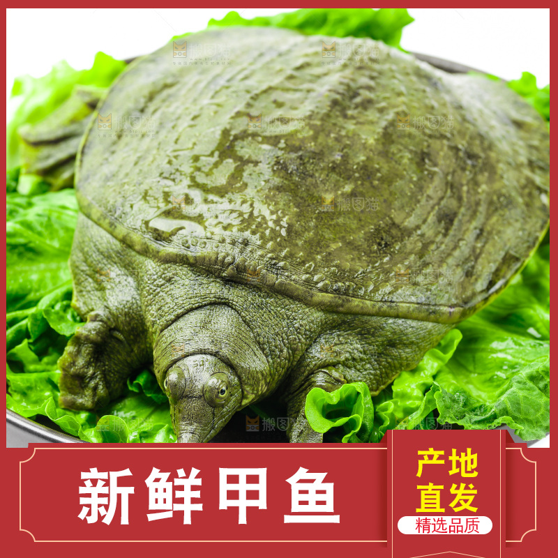 黑底上放着甲鱼
