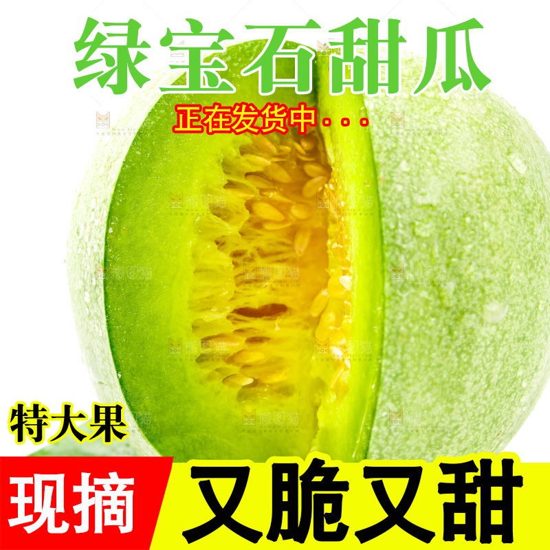 浅底上的山东绿宝石甜瓜