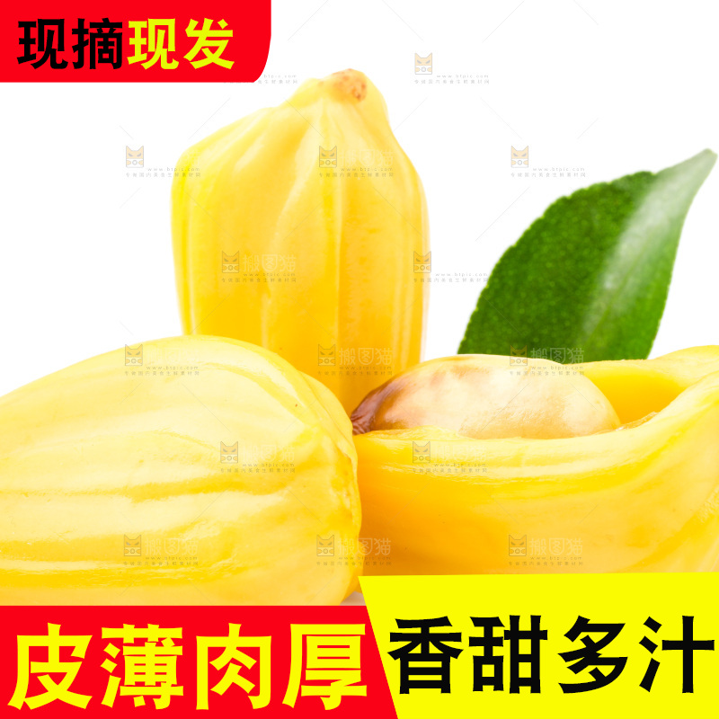 浅底上的海南菠萝蜜