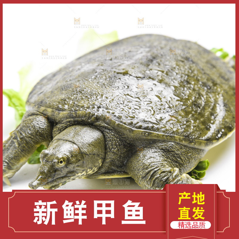 白底上放着甲鱼