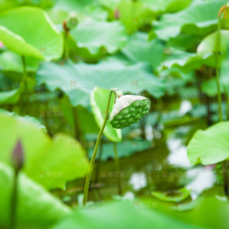 池塘里的荷花荷叶