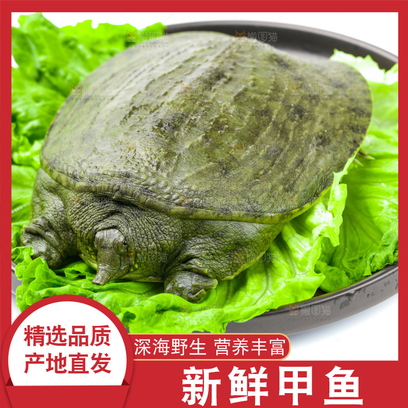 黑底上放着甲鱼