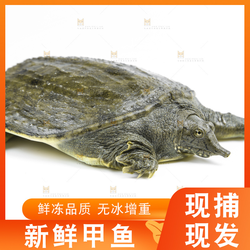 白底上放着甲鱼