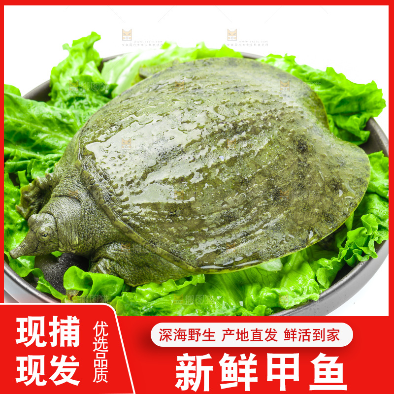 黑底上放着甲鱼