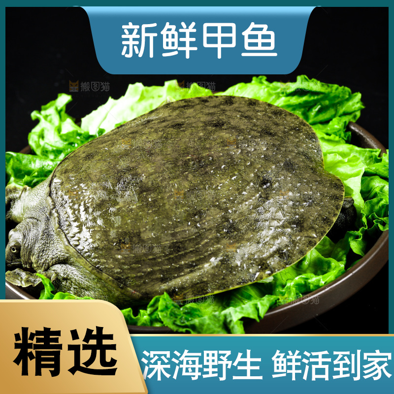 黑底上放着甲鱼