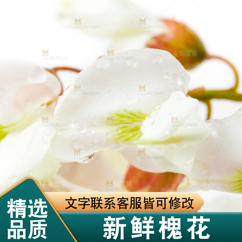 手里拿着槐树花