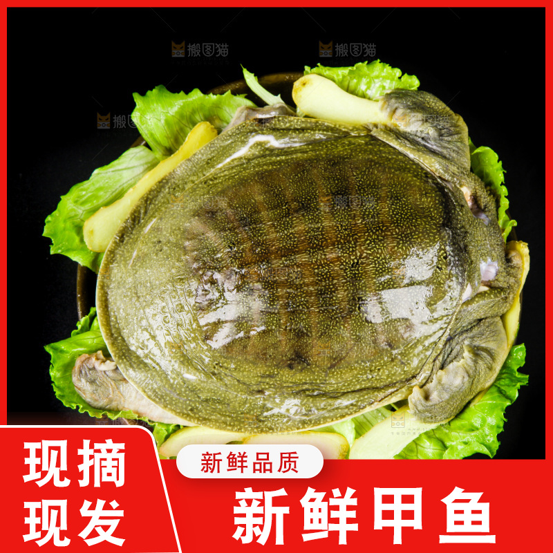 黑底上的甲鱼
