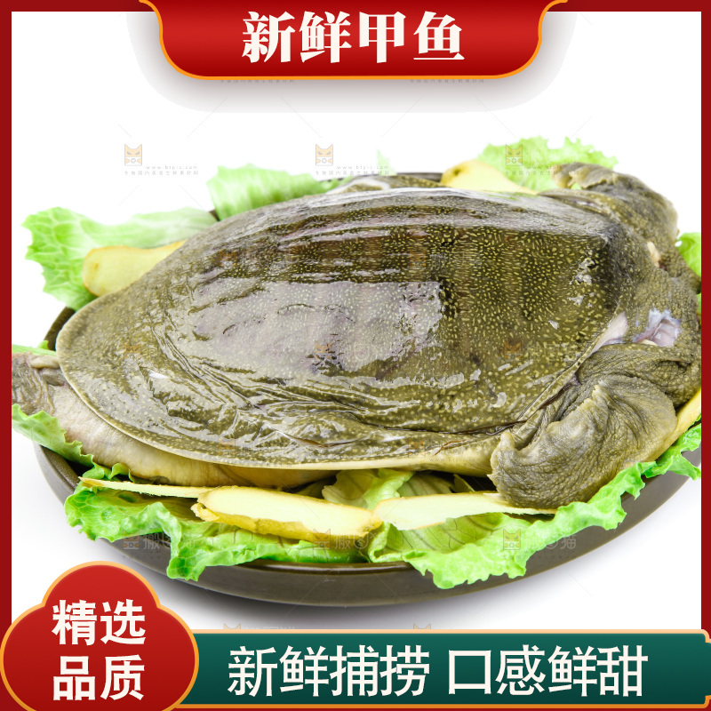 白底上放着甲鱼