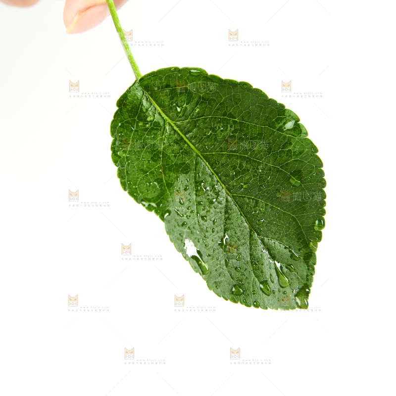 手里拿着桑叶