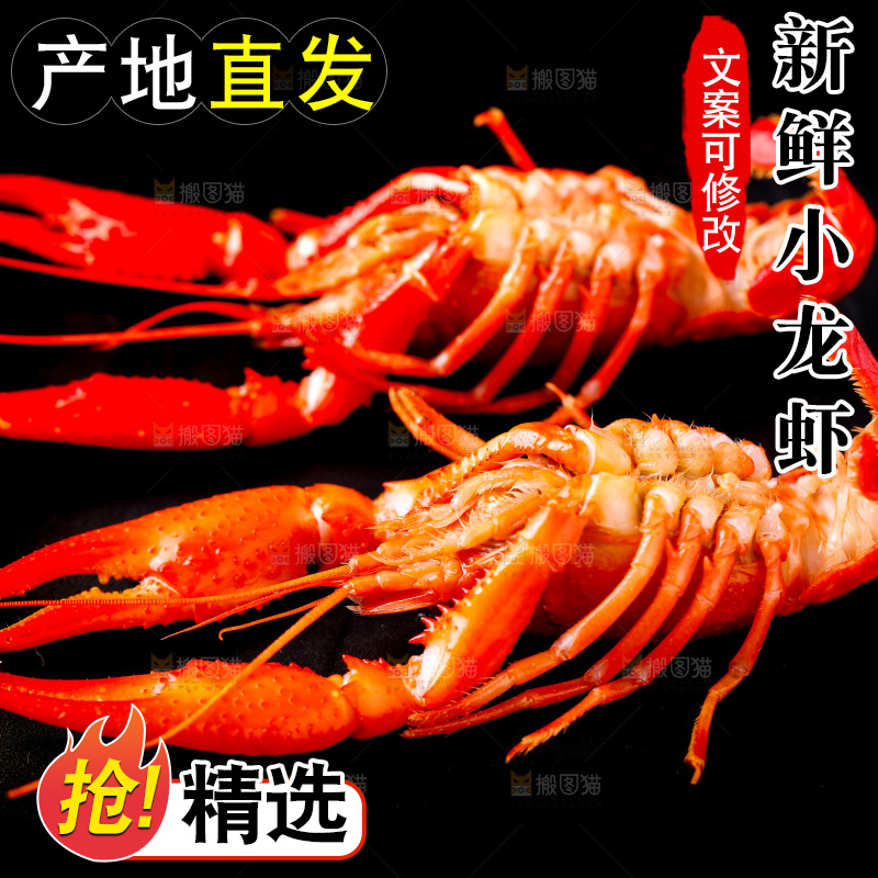 白底上的小龙虾