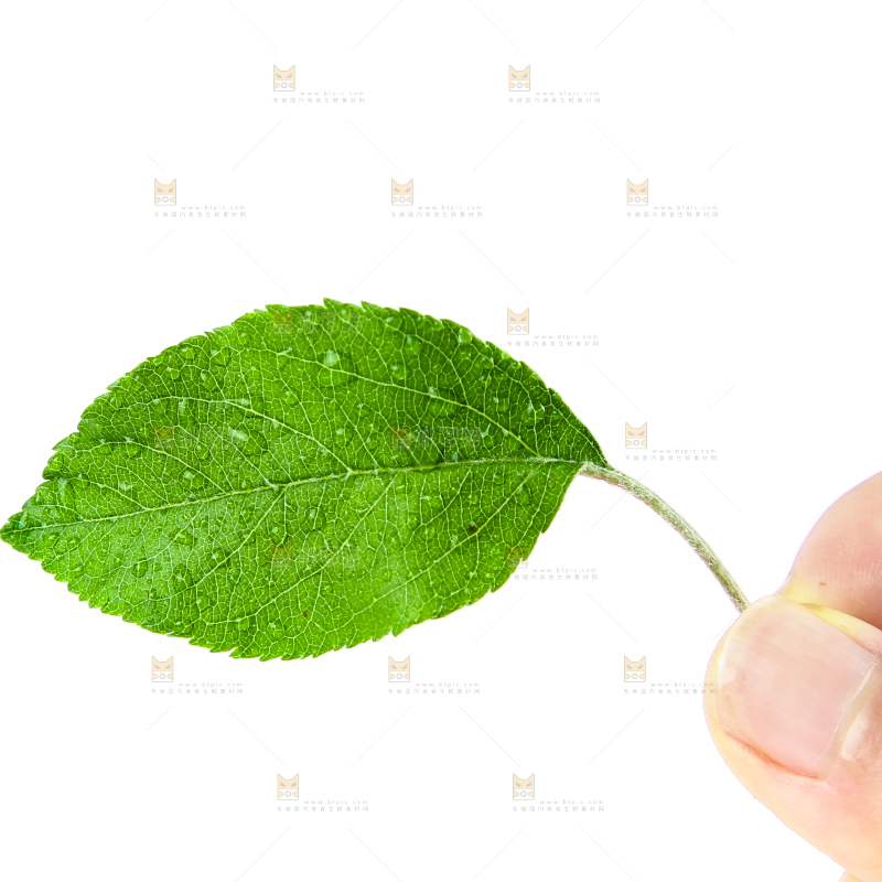 白底上放着桑树叶