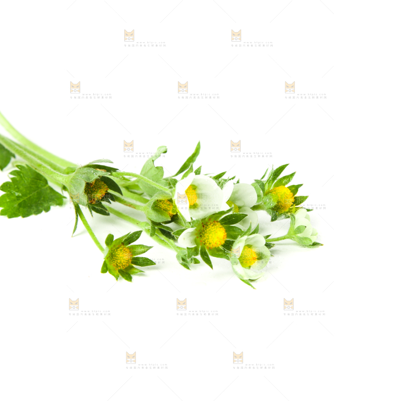 白底上的草莓花
