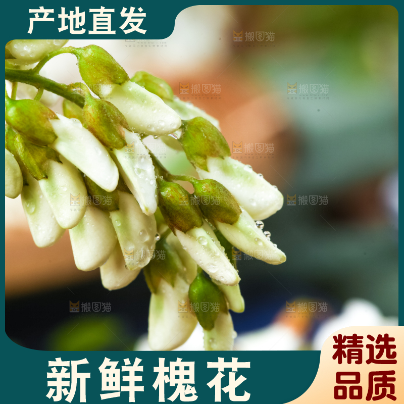 手里拿着刺槐树花