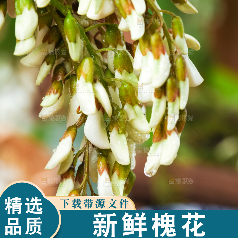 手里拿着刺槐树花