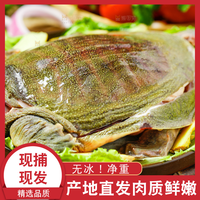 盘子里装着甲鱼