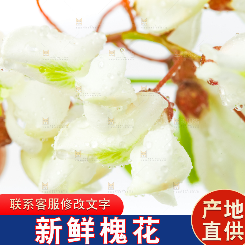 白底上摆放着洋槐花