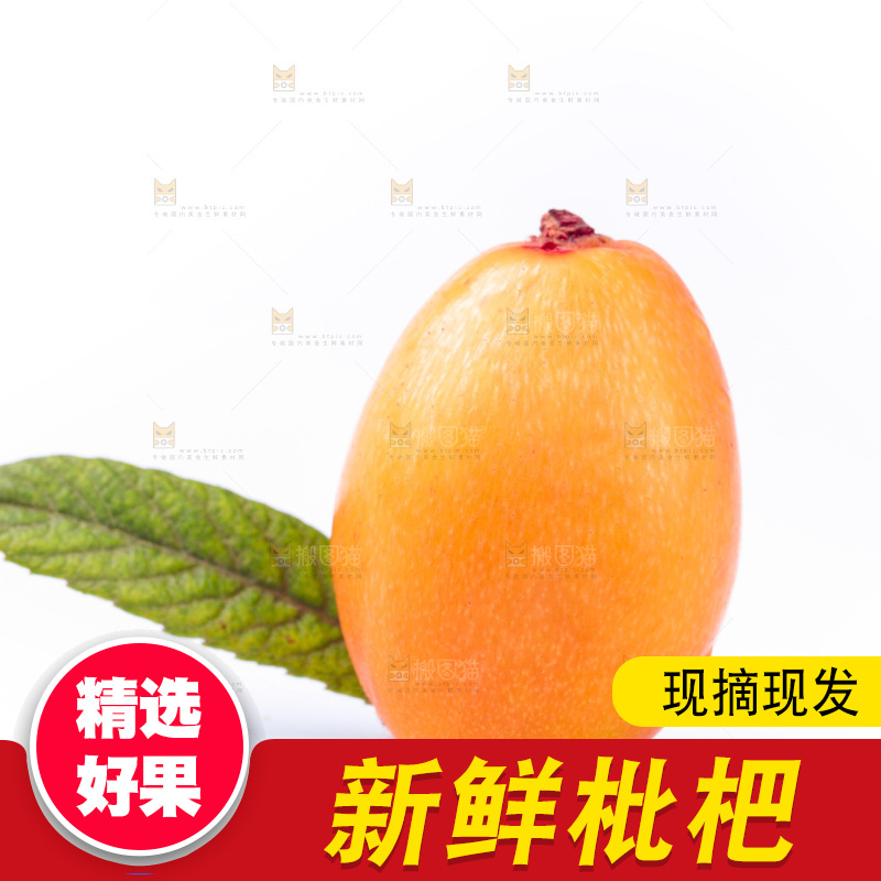 白底上的枇杷