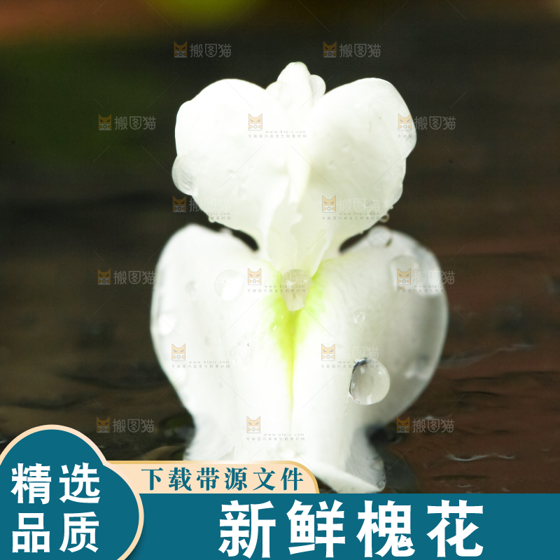 黑底上摆放着洋槐花