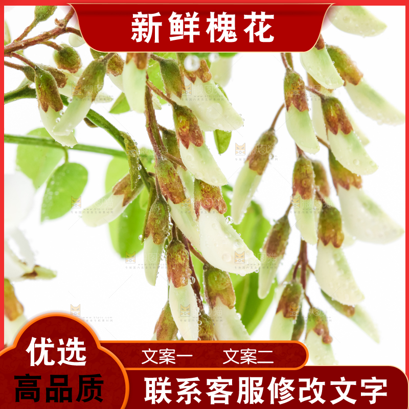 白底上放着杨槐树花