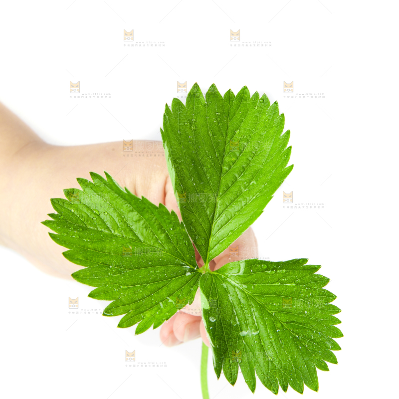 白底上放着草莓叶子
