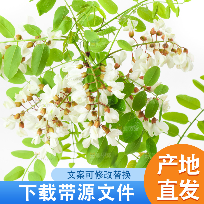 白底上放着杨槐树花