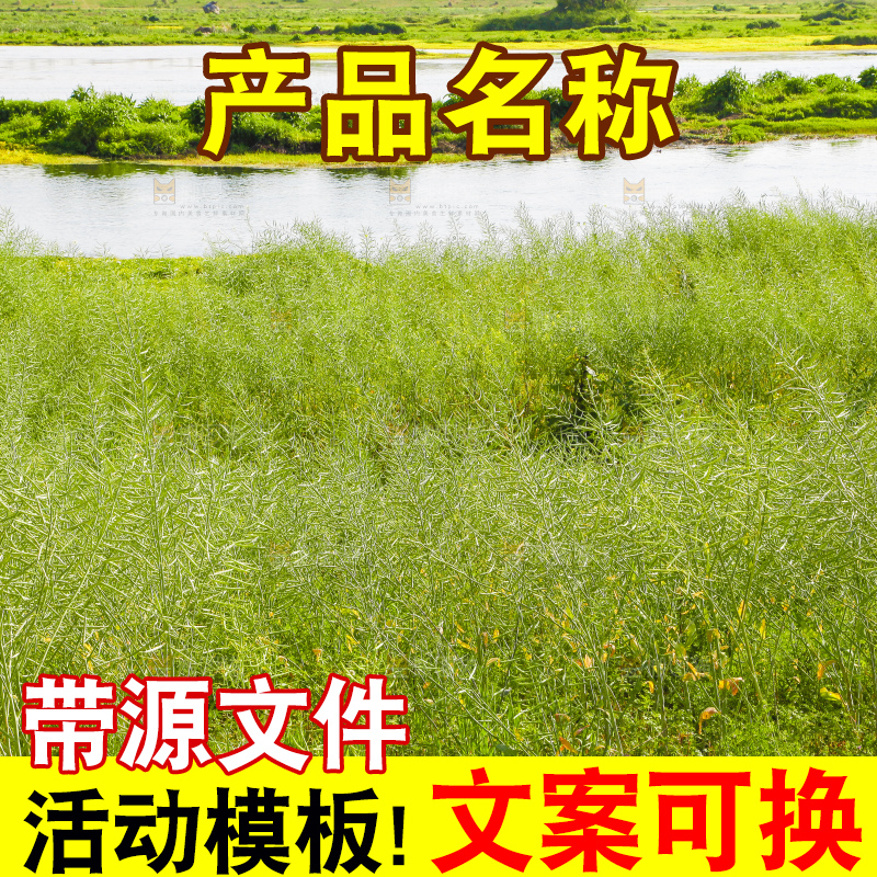 绿油油的油菜地