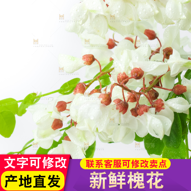 白底上放着杨槐树花