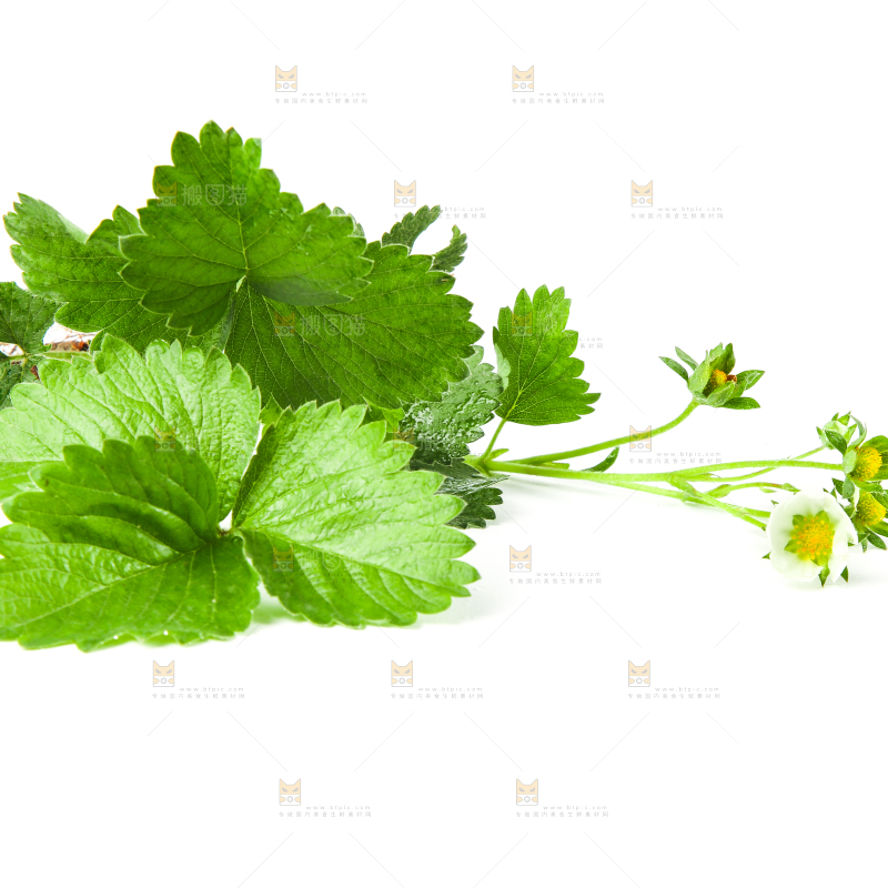 白底上的草莓花