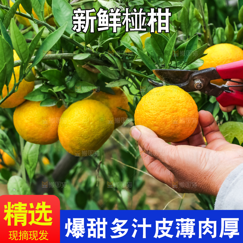 农民正在摘橘子