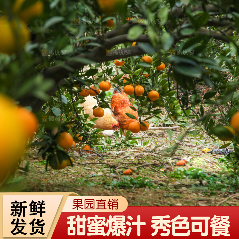 橘子种植基地