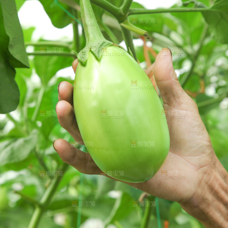 藤子上的茄子