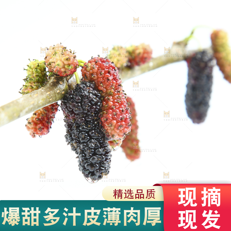 白底上的桑葚树枝和果实